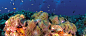  禅境旅行-奢华旅行度假指南  作为世界首屈一指的潜水胜地，马代有超过上百个被认可的、指定的潜水地点，几乎从每一个度假村都能去到其中的几十个。而在马代较好的浅水区主要集中在北部环礁的Baa环礁，Raa环礁，Lhaviyani和Noonu等潜水点；而其南部环礁由于度假村稀少，保留了原始风貌，因此可能会发现许多未曾发现的迷人潜点，因此通常为探险之用。