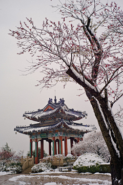 snow米采集到老照片 中国