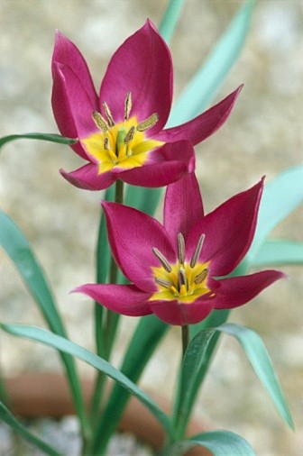 Tulipa violacea 堇花郁金...