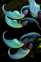 碧玉藤Strongylodon macrobotrys：又名翡翠葛，常绿木质藤本，原产菲律宾的热带雨林，爪形花朵颜色从蓝绿色到薄荷绿各不相同，花序可达1.5米。极不寻常的色彩几乎不同于任何植物，一些著名园林如英国皇家植物园、剑桥大学植物园都有引入