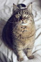 jakfruit:

My fat kitty that you rarely ever see.  Fat, but ever-faithful.  50mm 1.4