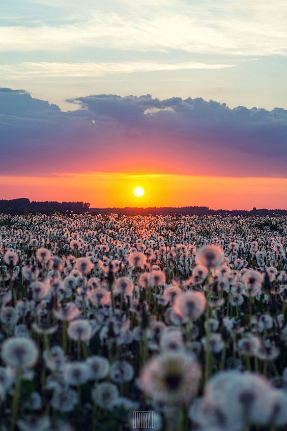 Army of dandelions b...