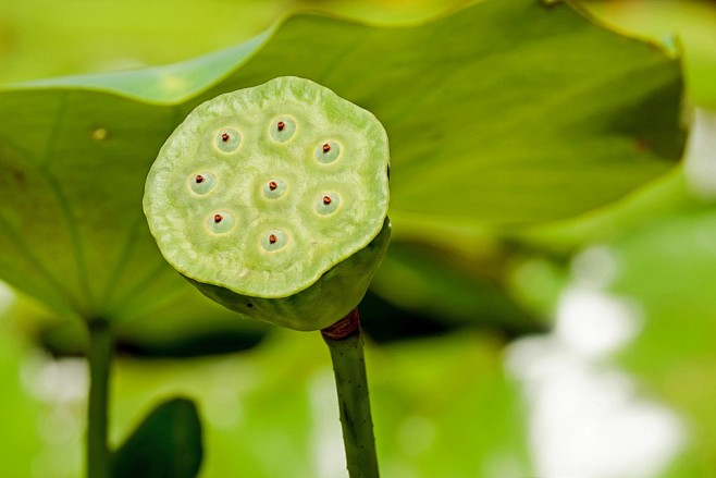 莲花, 花, 开花, 褪色, 厂, 水生...