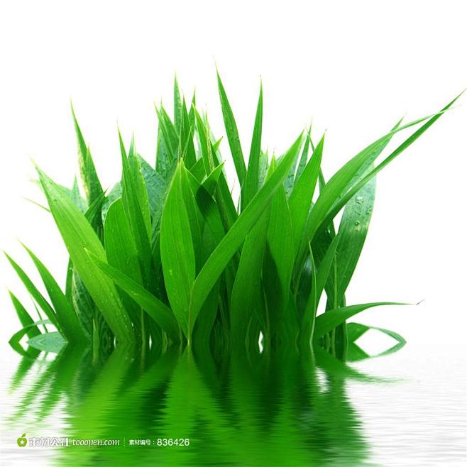 春天绿色水草