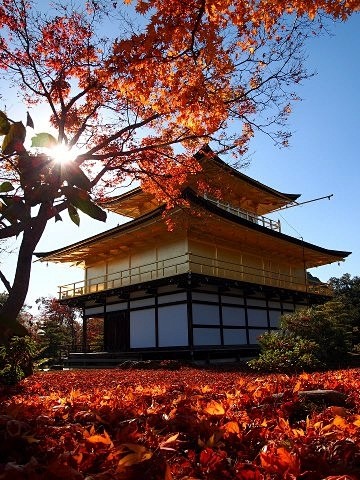 京都 金閣寺(Kinkakuji tem...