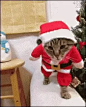 猫圣诞节GIF