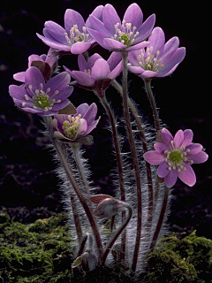 曙荆采集到风景·花