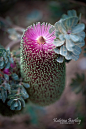 Banksia - pink praemorsa
Banksia
有人译为佛塔花
 
Banksia之植物名，是为了纪念跟随库克船长Captain Cook一起环球航海探险的植物学家Joseph Banks 而命名的。
Joseph Banks也被人称为澳洲植物之父。