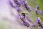 Flower Photograph - Bumblebee And Lavender by Nailia Schwarz