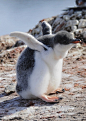 Gentoo Penguin