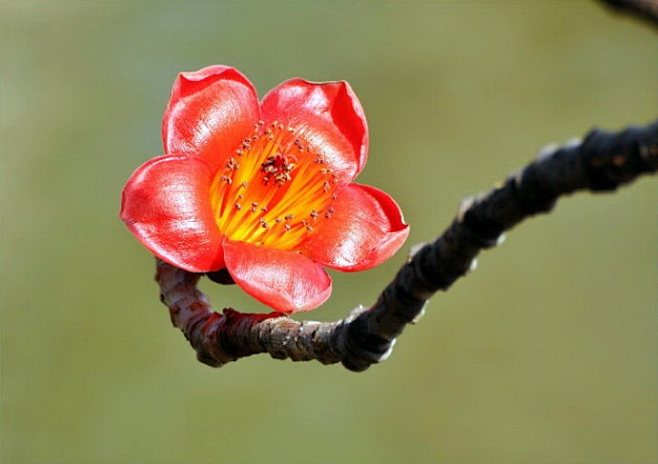 木棉花