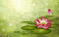 幻彩植物花卉背景 [第20张] | 1920×1200 | 设计、幻彩植物花卉背景 | 清风桌面 www.winddesktop.com