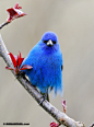 fairy-wren:

indigo bunting
(photo by bill marchell)
