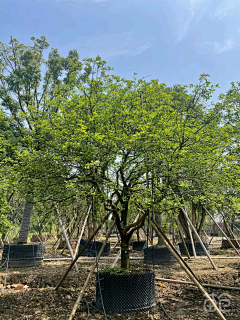 序沐采集到植物种植