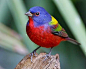 丽色彩鹀 Passerina ciris 雀形目 鹀科 彩鹀属
A Painted Bunting