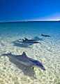 Dolphins at Monkey Mia, Australia