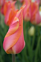 ~~Perestroyka Tulips 