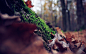 General 1920x1200 leaves forests depth of field moss nature