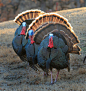 Male (”toms”) Wild Turkeys (Meleagris gallopavo) display at Crab Orchard National Wildlife Refuge in Illinois, USA. As we inch into Spring, these showy birds become more conspicuous.photograph by Larry Smith(via: U.S. Fish and Wildlife Service Midwest Reg