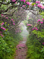 春天的花园，北卡罗来纳州
Spring, Craggy Garden, North Carolina