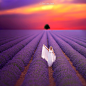 Lavender my way by Pier Luigi Saddi on 500px可以哦！