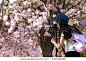 a cute woman tourist wearing pink shirt and pink backpack taking a photo of pink flower tree by DSRL camera
