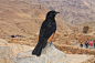 Bird of Masada by John Estrada on 500px