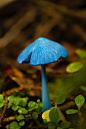 霍氏粉褶菌（学名：Entoloma hochstetteri）：是一种在新西兰和印度可以见到的蘑菇。这种蘑菇的菌盖最大约5厘米，但菌柄很细，只有约5毫米直径，总体高度80毫米，它的菌盖呈锥形，有锐利的边缘，边缘内翻。菌盖颜色为靛蓝色，稍带点绿色，最初为蓝色，后变成蓝红棕色至粉红棕色，上面具小纤维。菌盖边缘有条纹并内卷。