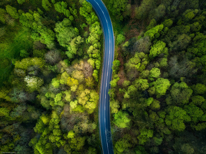 Road in the forest b...