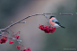 红腹灰雀 Pyrrhula pyrrhula 雀形目 燕雀科 灰雀属
Ciuffolotto - Bullfinch by Simone Sanmartino on 500px