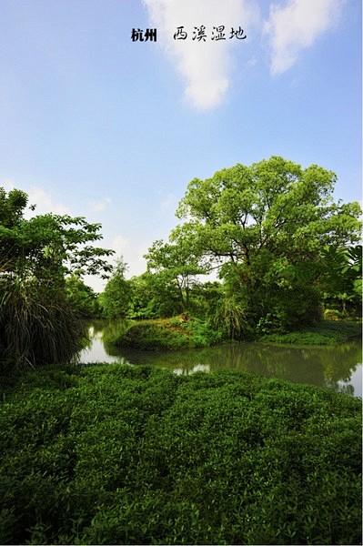 西溪湿地,图片