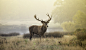 Deer stag! by Inguna Plume on 500px