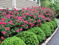 Boxed edging and roses in front of formal lounge but in white