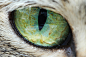 灰猫肖像眼
