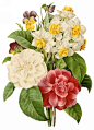 国外手绘植物花朵大全图片_1596x2200
点击浏览下一张：国外手绘植物花朵大全图片