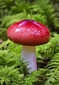 Glossy red Russula mushroom and Moss