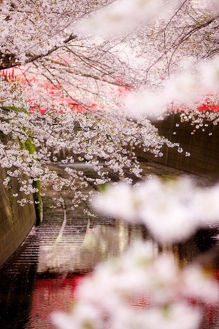 cherry blossom @ Tok...