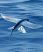 flying fish- look at this amazing creature. I used to see them as a child at Catalina Island.: 