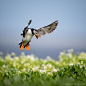 Puffins! by fegari . on 500px