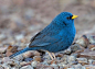 #千奇百怪的鸟世界# 

【蓝雀鹀】Porphyrospiza caerulescens

蓝色的鸟儿真是惹人喜爱

但由于自然栖息地的破坏分布于南美洲的它们已是近危物种...展开全文c