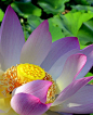 Lotus Flower ~~