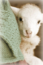 Little Lamb: