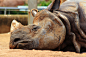 Sleeping Rhino by Celem