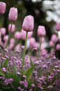 lilac tulips