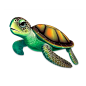 9_turtle