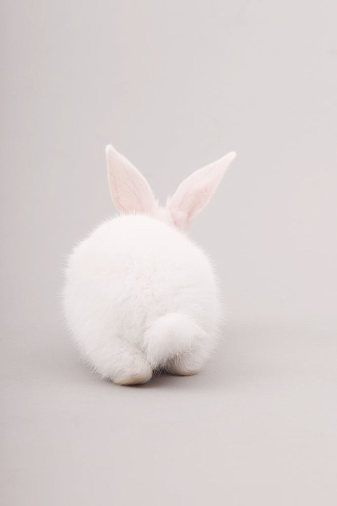 地面上的白兔子_360图片