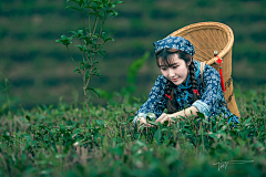 北行见杏花采集到茶