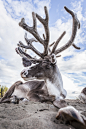 reindeer2 by markotapio on deviantART
