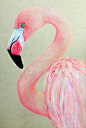 Absolutely+Beautiful+Things+Pink | Coloured Pencil Sketch - Pink Flamingo