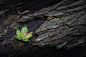 General 1920x1280 nature leaves maple leaves closeup wood branch moss